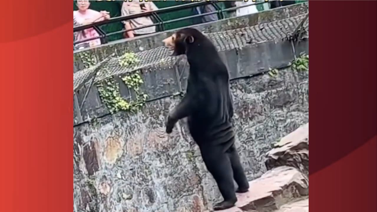 ¿Un actor con un disfraz mal ajustado?: la controversia en China por el oso malayo de un zoológico que se veía "como un humano"