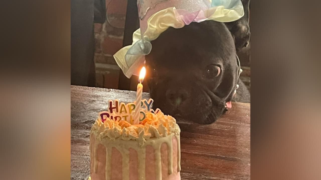 Édgar Cahuas comparte la foto de Rosita, su perrita, quien en esta foto cumple un año.