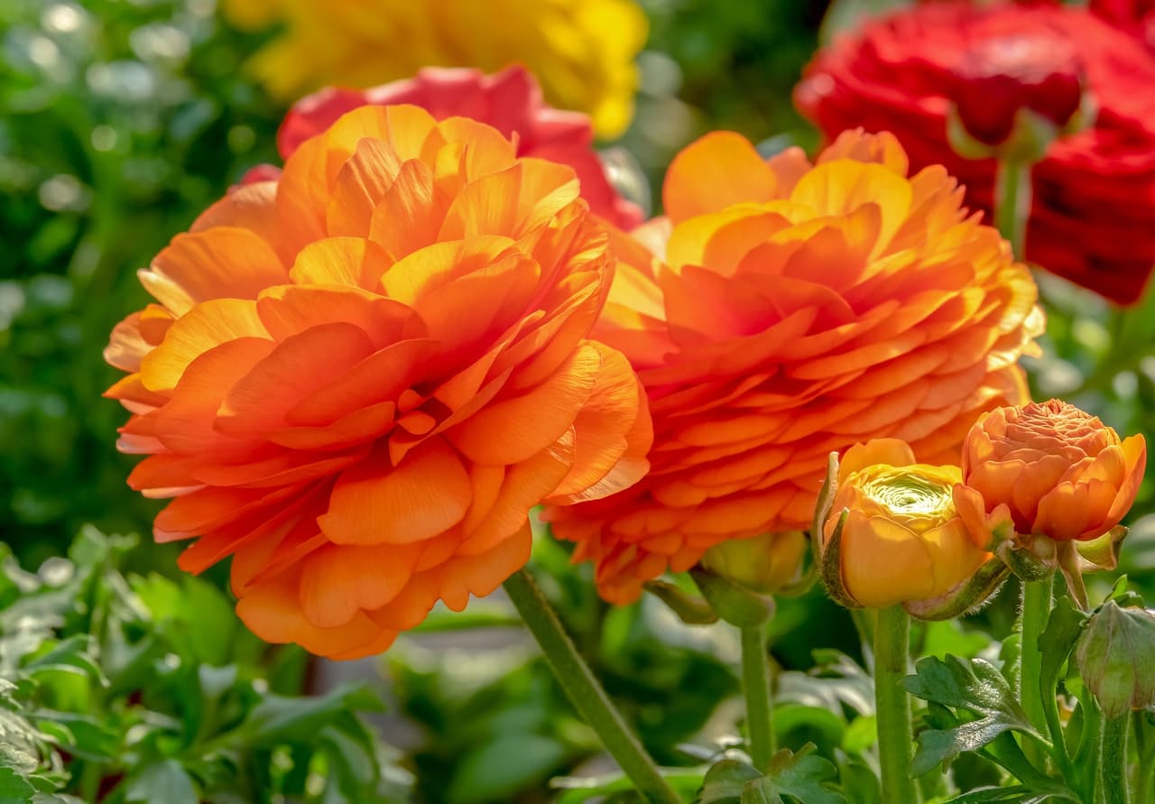 También tienen sus flores "Ranunculus".