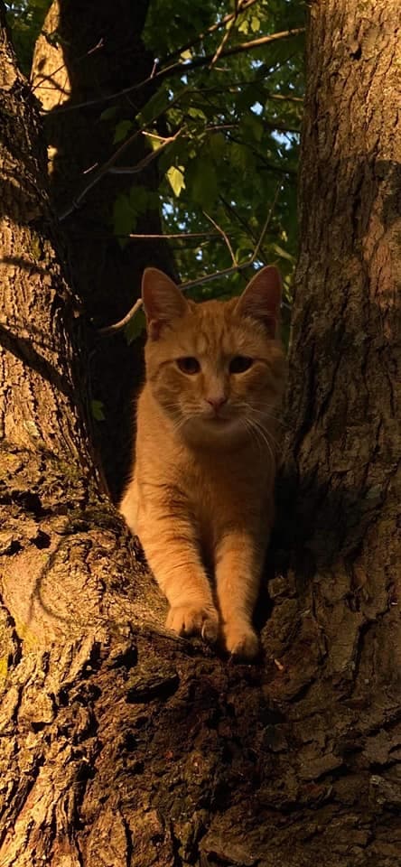 Día Nacional de las Mascotas