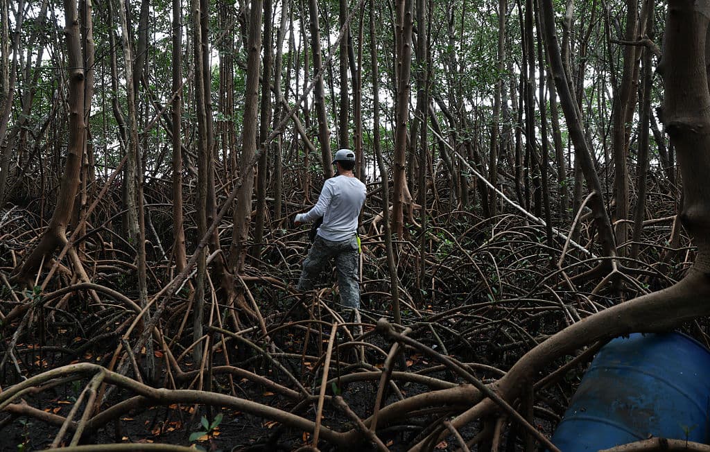 Otazo se abre paso entre los manglares para hacer su tarea.
