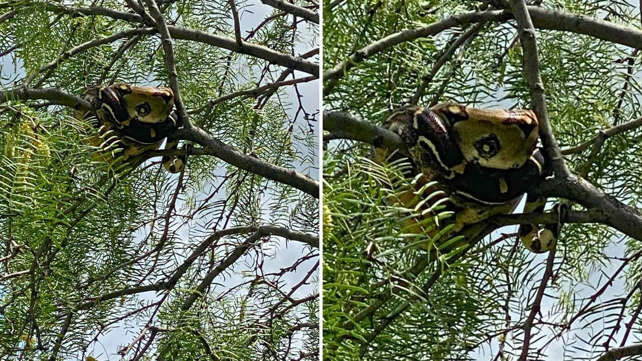 El hallazgo activó un operativo por parte
<a href="https://www.arlingtontx.gov/City-Services/Animals-Pets/Animal-Services" target="_blank">del equipo de Servicios para Animales de Arlington</a>, que acudió al lugar. Gracias al trabajo coordinado,
<b> lograron alcanzar una rama baja y rescatar al reptil sin contratiempos.</b>