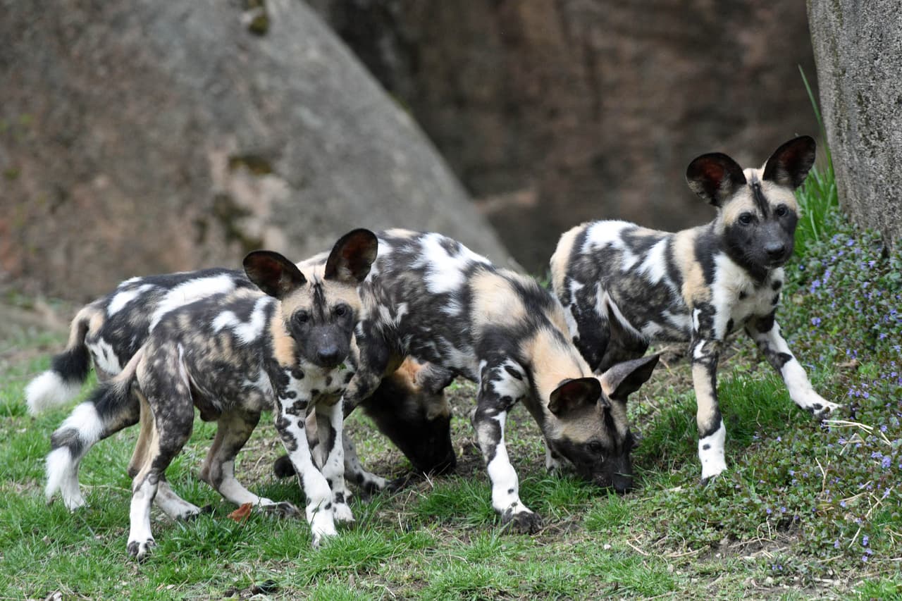 El número de especies continúa disminuyendo, principalmente debido a la fragmentación del hábitat, el conflicto con las actividades humanas y la transmisión de enfermedades infecciosas.
