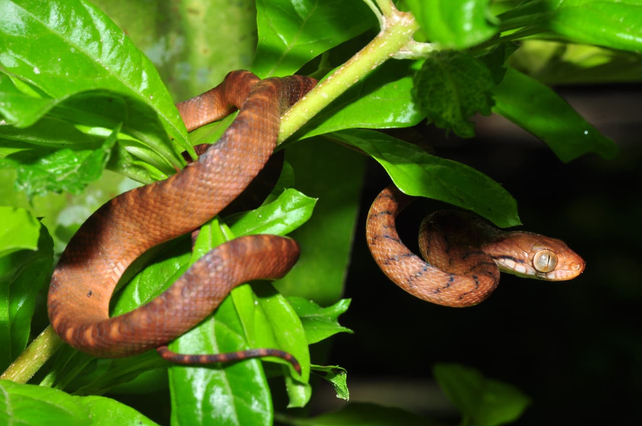 '
<b>Serpiente de árbol marrón'.</b> Es originaria de Australia, Indonesia y Papua Nueva Guinea y fue detectado por primera vez en Guam, un territorio estadounidense al oeste del océano Pacífico, en la década de 1950. Se sospecha que llegó por accidente dentro de alguna carga importada. Se alimenta de aves y lagartos nativos y causa frecuentes cortes de energía al trepar por cables eléctricos. No ha sido vista en EEUU continental.