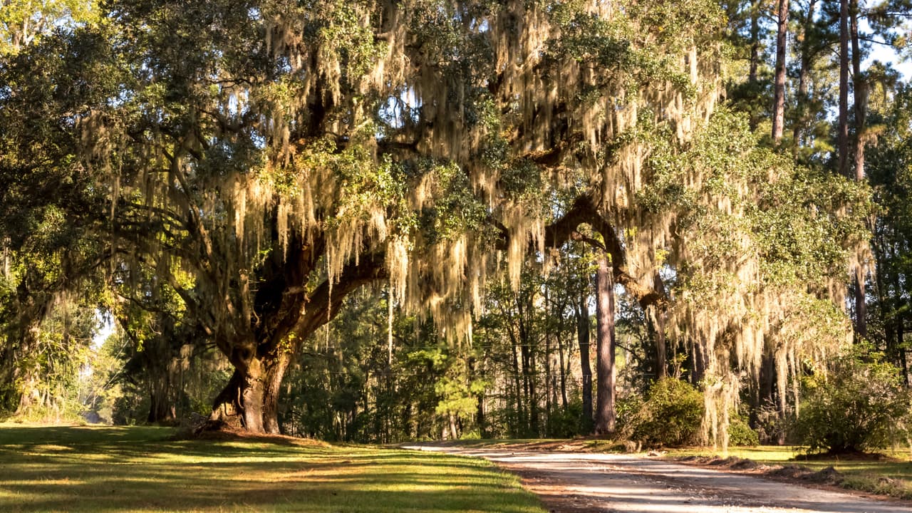 <h3 class="cms-H3-H3">9. Luisiana</h3>
<br>
<b>4.80 muertes anuales causadas por manejo de vehículos de motor bajo la influencia del alcohol por cada 100,000 habitantes</b>
<br>Louisiana tiene unas de las legislaciones menos restrictivas para el consumo del alcohol. En Luisiana la edad mínima para el consumo de alcohol es de 18 años y en ciertas zonas de puede beber libremente en las calles.
