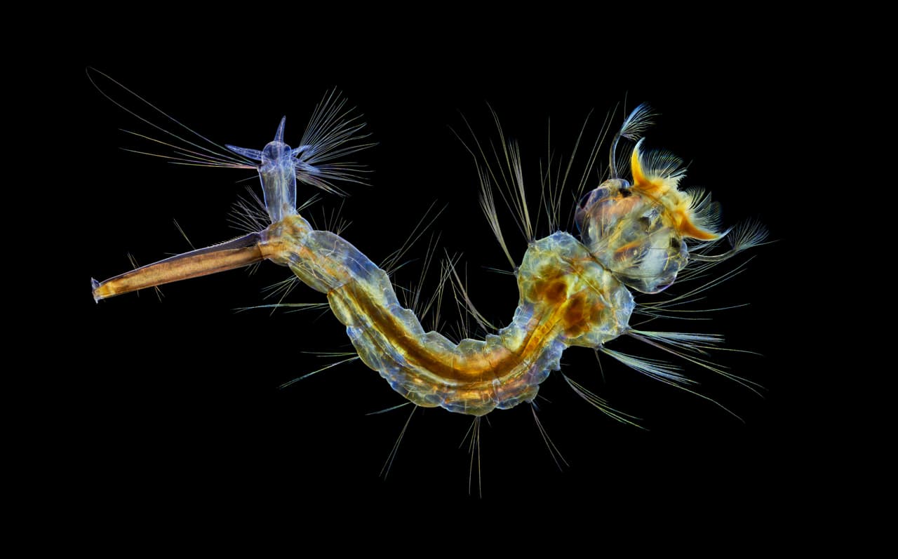 <b>Larva de mosquito.</b> El jurado consideró la originalidad, el contenido informativo, la técnica fotográfica y el impacto visual de cada imagen.
