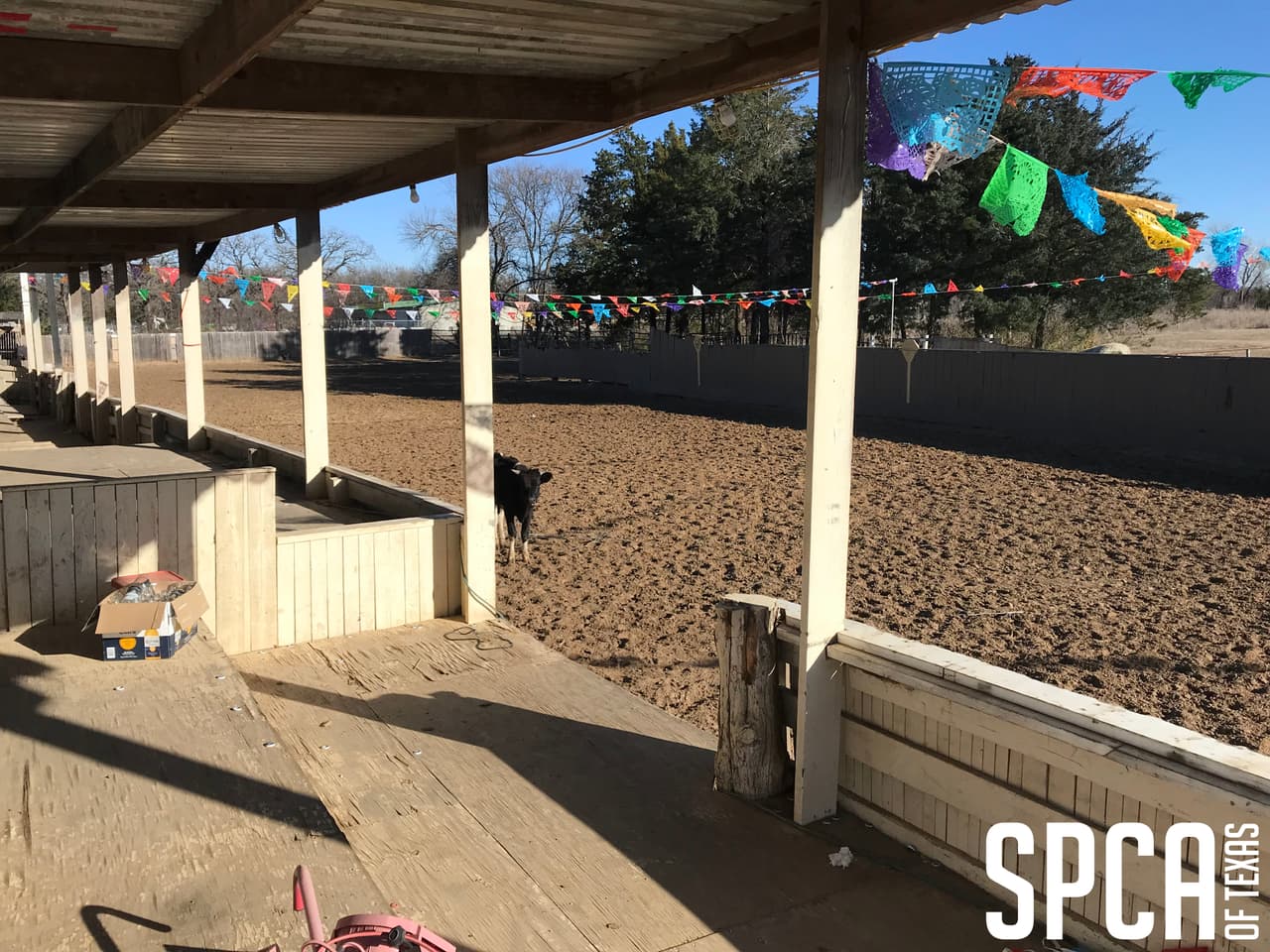 La policía de Dallas dijo que recibieron una llamada sobre una pelea de gallos que se llevaba a cabo en el lugar.