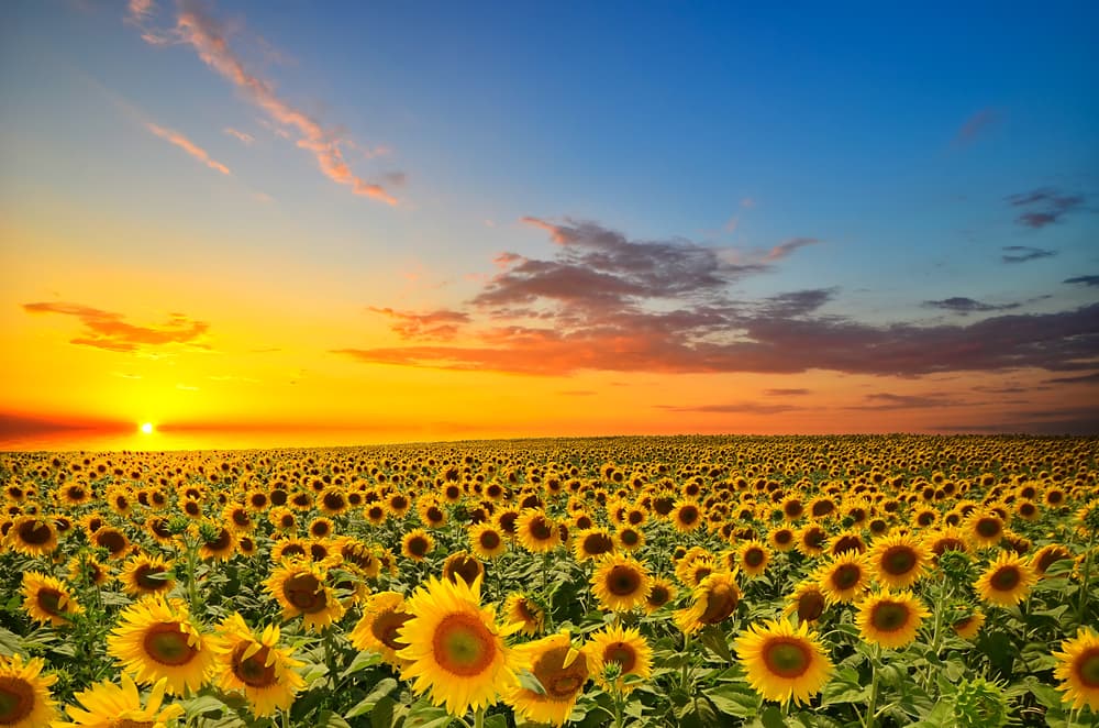 Ahora que se acerca el verano, será común ver por todas partes miles de girasoles florecer. El girasol es una flor comúnmente asociada al Sol, y su nombre proviene de las palabras griegas elios (sol) y antos (flor).