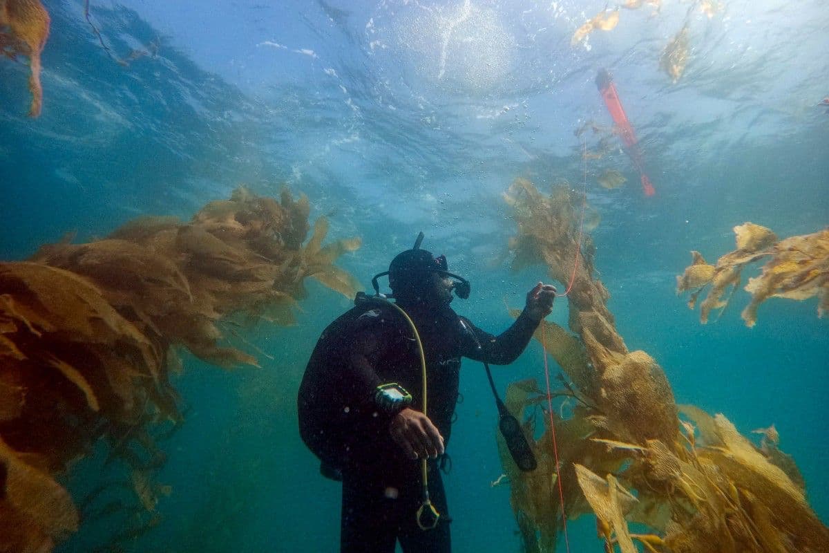 El oceanógrafo Diego López realiza una parada de seguridad tras trabajar en un bosque de macroalgas como parte de un proyecto de restauración en la península de Baja California, cerca de Puerto Nuevo, estado de Baja California, México, el 1 de octubre de 2026.