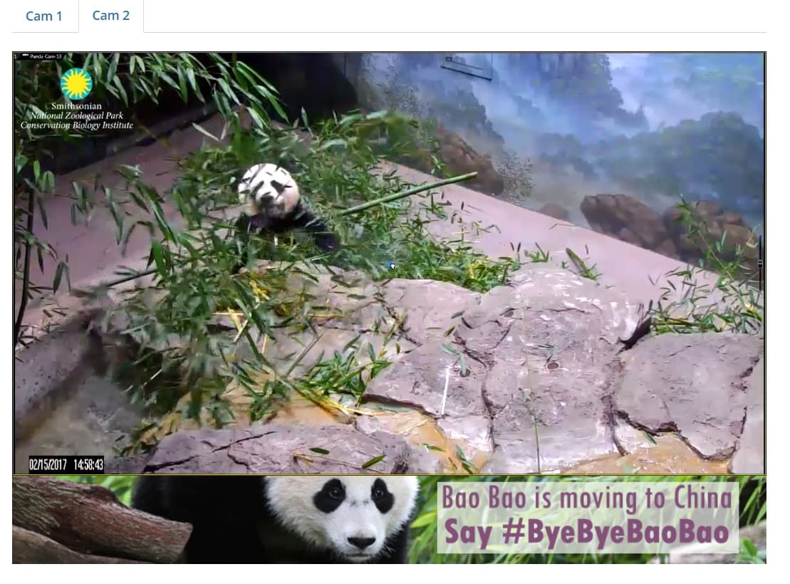 A estas imágenes se puede acceder desde el sitio web https://nationalzoo.si.edu/webcams/panda-cam.