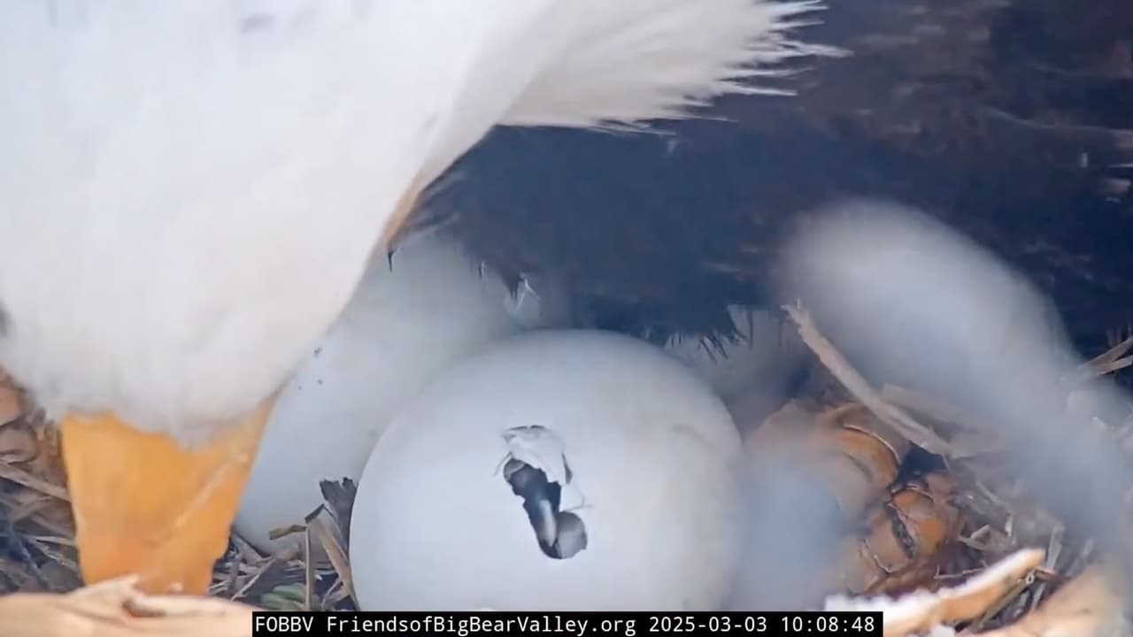 La madrugada del lunes, el
<b>primer aguilucho finalmente emergió del cascarón</b>. Su diminuto pico y suaves plumas grises fueron visibles mientras Jackie lo protegía con su cuerpo del frío del valle de Big Bear.