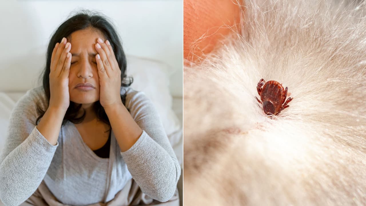 Qué es la fiebre que mató a un hombre en California y por la que los CDC emitieron una advertencia de viaje a México