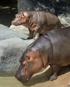 El zoo de Los Ángeles pone a los hipopótamos a distancia de "selfie"