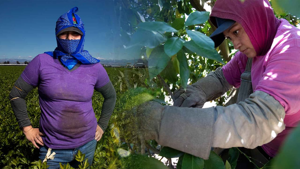 Campesinas indocumentadas ganan menos de la mitad que los hombres con documentos