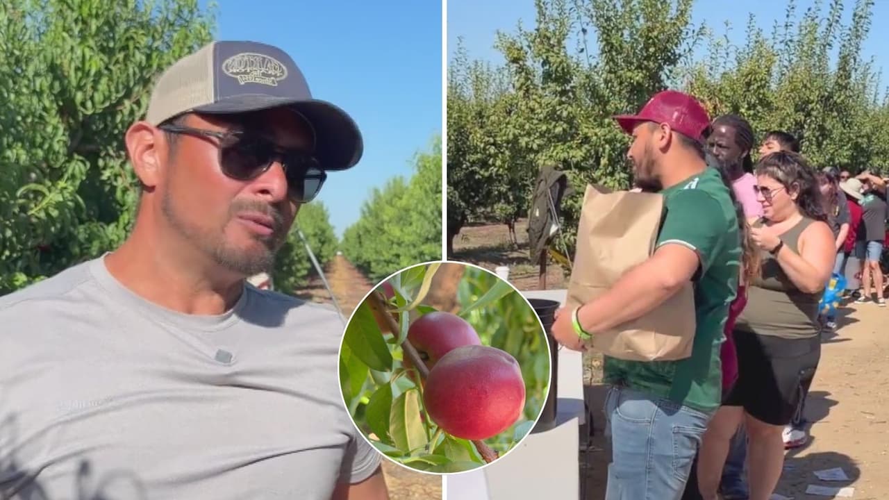 Años de trabajo y miles de dólares perdidos: Agricultor de California está regalando miles de libras de nectarinas en respuesta a una demanda