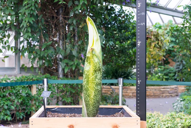 Pero su grandeza es breve, pues después de unos pocos días, la flor comenzará a marchitarse.