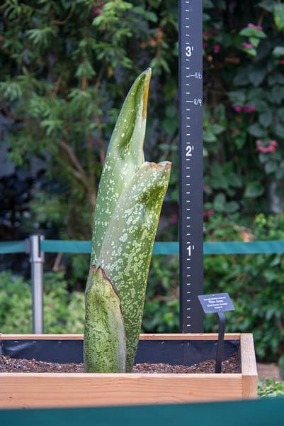 Hoy, el jardín que está localizado en el 1000 Lake Cook RD, Glencoe, IL estará abierto en horario regular. No te lo pierdas.