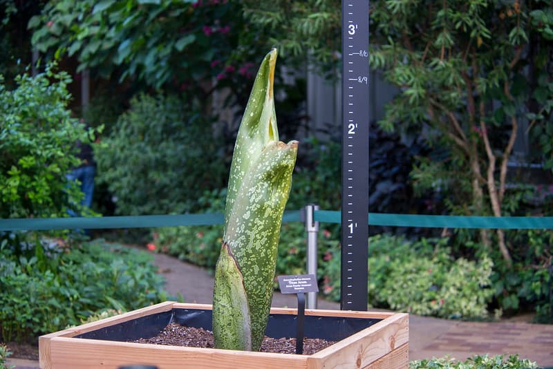 Cuando floreció "Spike", el jardín recibido más de 40,000 visitantes que quisieron ser testigos de la floración y se espera que con "Alice" ocurra lo mismo.