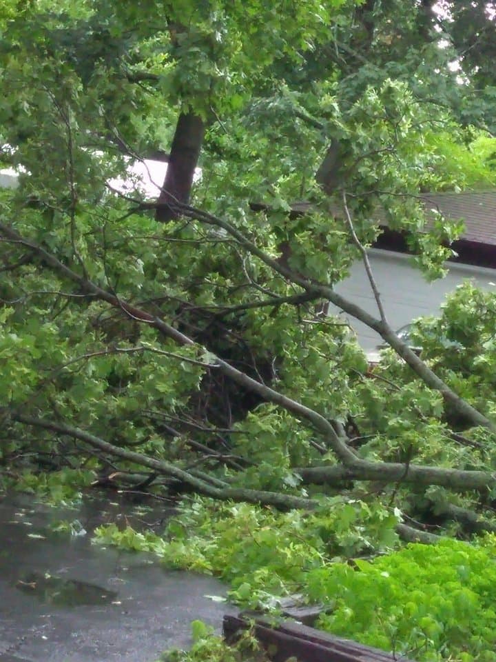 En otras áreas, también se reportaban árboles caídos.