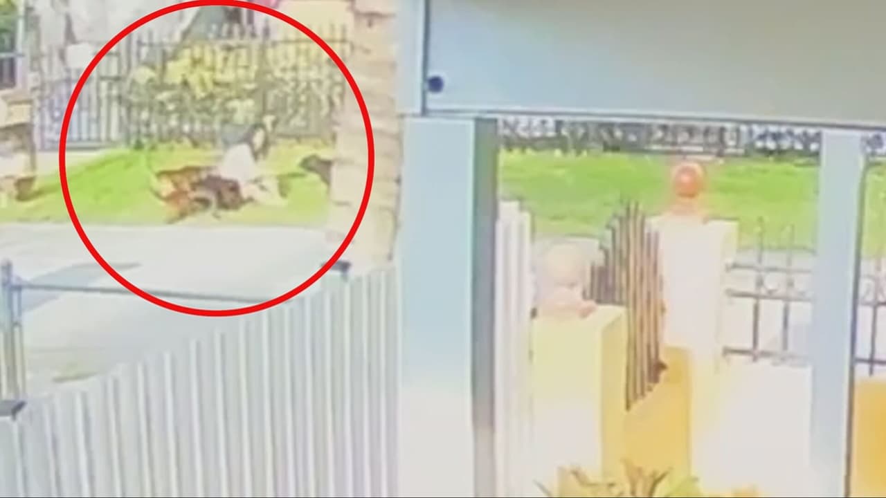 Buscan a perros que atacaron a una mujer en Biscayne Gardens y la dejaron en condición crítica