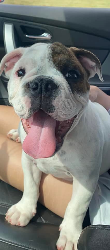 Día Nacional de las Mascotas