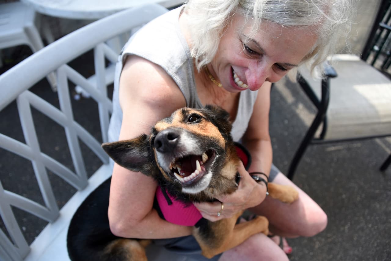 Ofrecen microchips gratuitos en Arizona para reducir la cantidad de mascotas perdidas