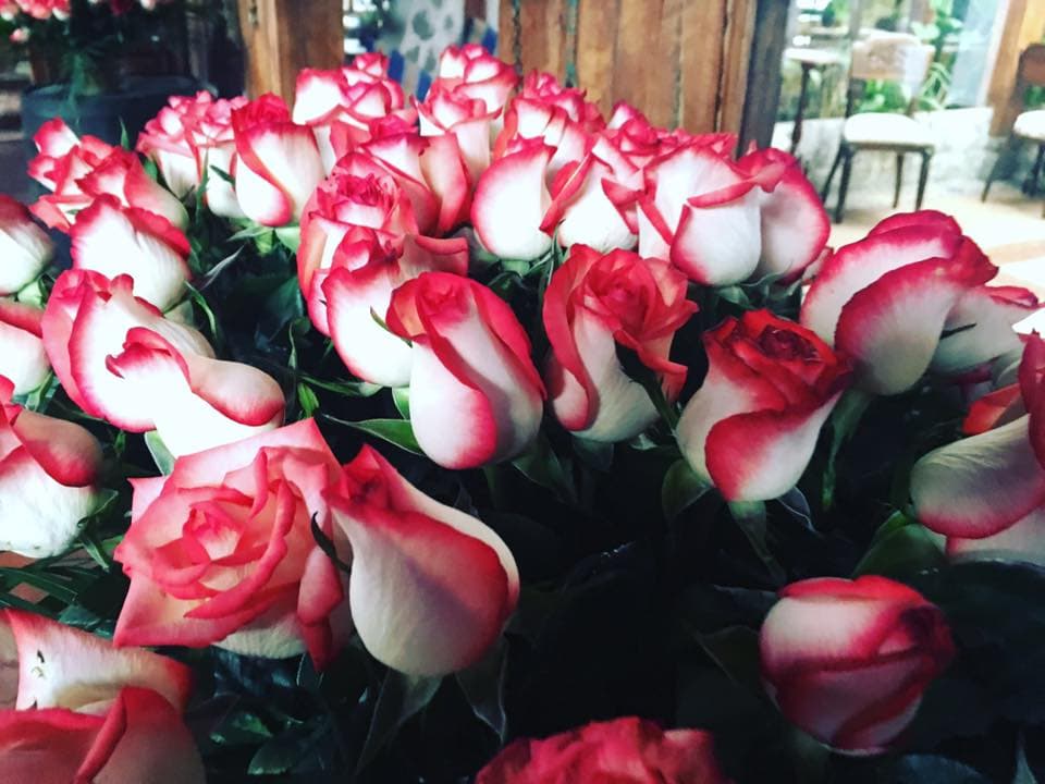 La rosa es una de las flores más bellas y sensuales. Su elegancia y las formas curvas o quebradas de sus pétalos la han convertido en uno de los regalos más populares para expresar nuestro sentimiento a otra persona.
<br>
<br>La rosa roja, por ejemplo, simboliza amor y pasión; la amarilla, amistad y alegría; la blanca, paz y pureza; la rosada, gratitud y cariño.
<br>
<br>Desde la antigüedad las rosas han sido reconocidas por ser un
<b>símbolo de amor, sensualidad y belleza en diversas culturas</b>.