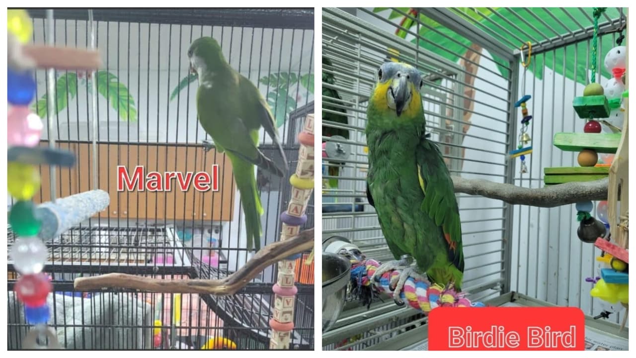 Ofrecen $10,000 de recompensa por información que conduzca al regreso de las aves.