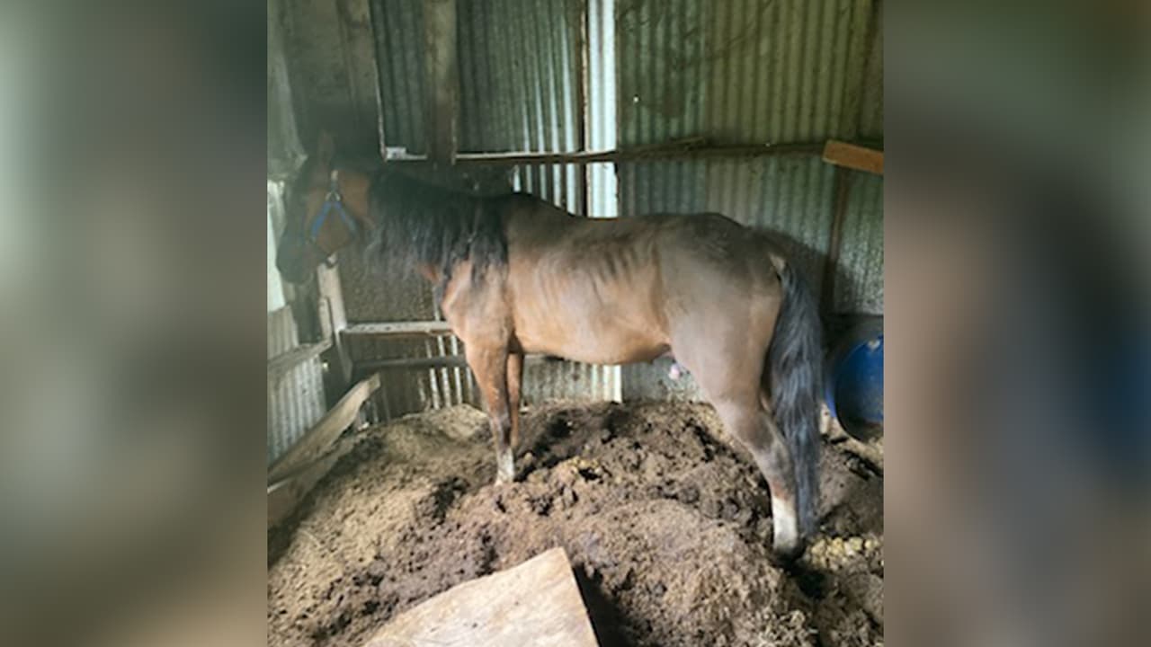 El equipo de equinos y animales de granja del SPCA de Houston les prepararon a los caballos una dieta nutritiva.