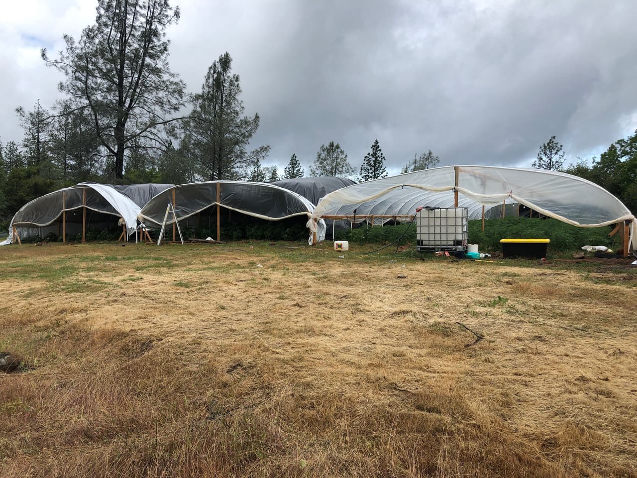 En el operativo los oficiales destruyeron 963 plantas de cannabis que estaban siendo cultivadas en estructuras de invernadero hechas de madera y plástico.