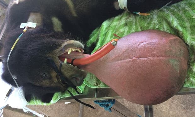 Operado de urgencia: así le salvaron la vida a este oso con una rara enfermedad