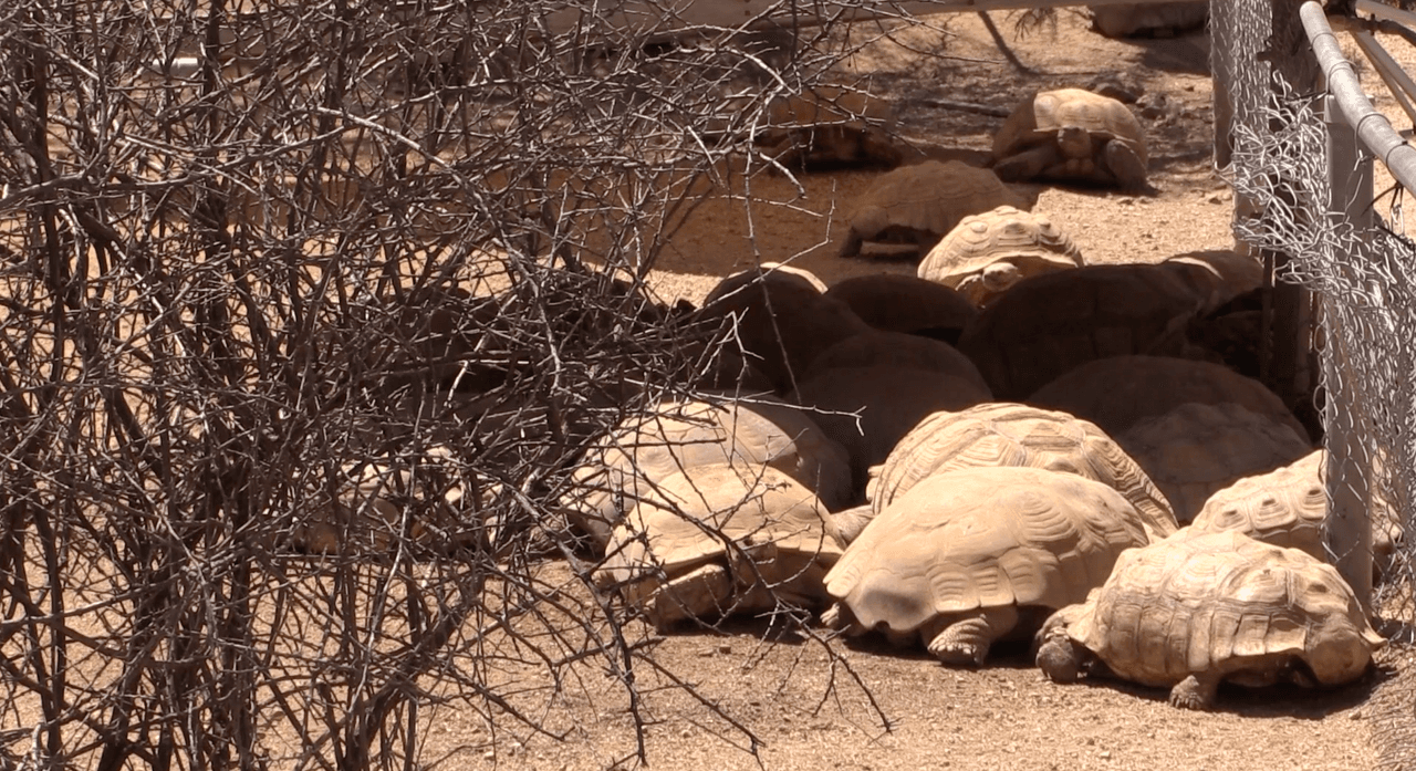 Aquí se les da un lugar seguro para vivir y se convierten en embajadores de su especie para educar al público.
<br>