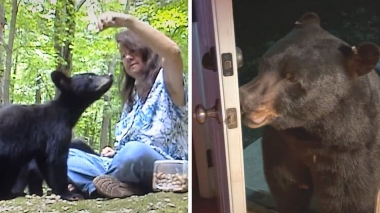 Mujer vive rodeada de enormes osos negros y los videos de su día a día impactan a Internet