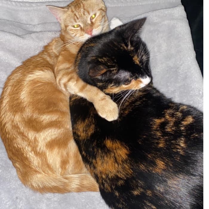 Ary y Gaby, las mascotas de Judith Martínez.