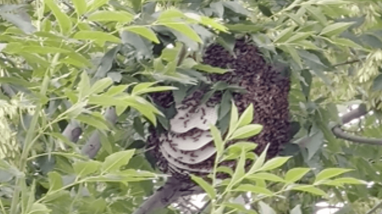 El panal de abejas que se desprendió del árbol y cayó sobre la mujer en Tempe, Arizona.