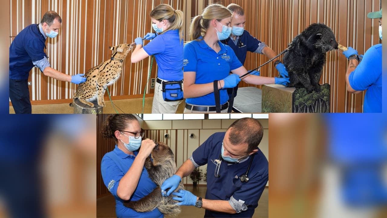 Zoológico Brookfield vacuna contra el covid-19 a varios de sus animales