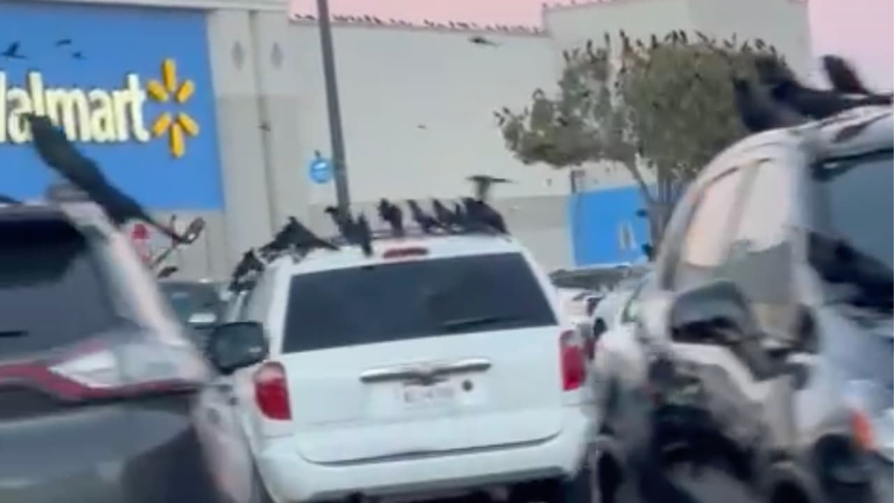 Es normal verlos en tiendas como
<a href="https://www.univision.com/local/houston-kxln/lugares-conseguir-vacuna-coronavirus-ninos-5-y-11-anos-houston">Walmart o H-E-B</a>, debido a que suelen comer de la basura. Sin embargo, se recomienda no darles comida.