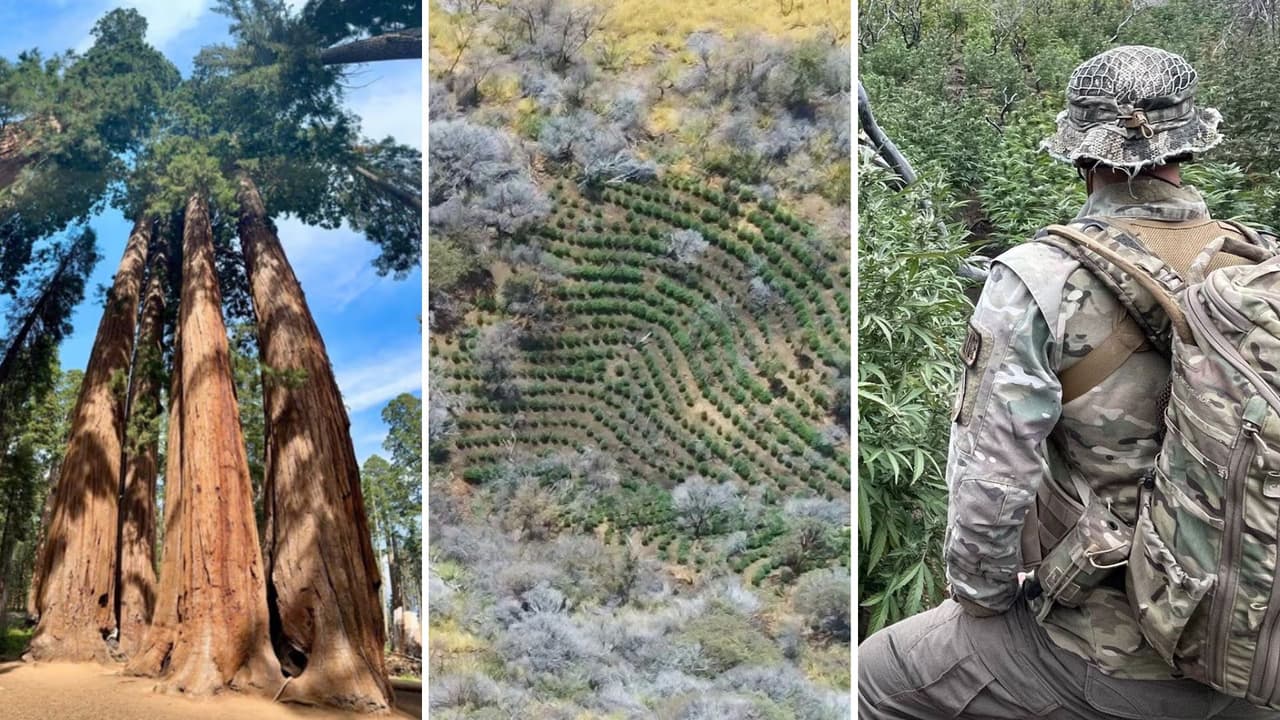 Eliminan plantío ilegal de más de 2,000 plantas de marihuana en el Parque Nacional Sequoia