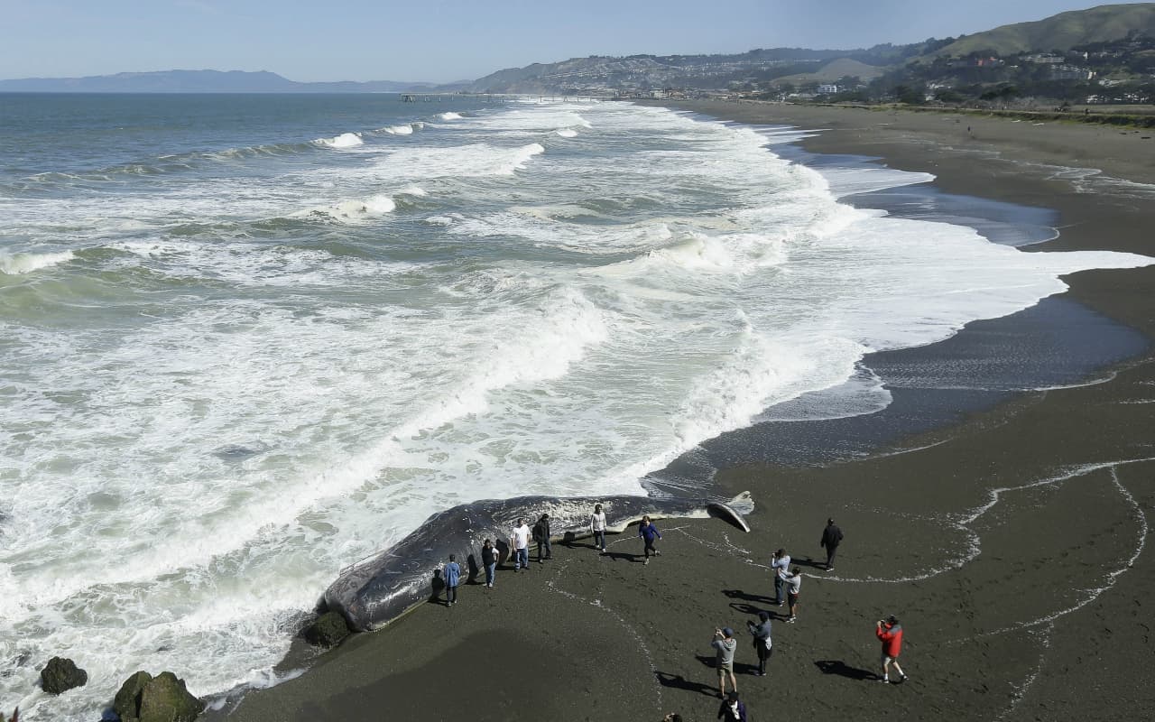 Schramm señala que las ballenas grises no suelen acercarce a las costas del Área de la Bahía. Esta situación puede ser preocupante porque la última vez que se registró este fenómeno, en los años 1999 y 2000, se perdió el 30% de la población de cetáceos.