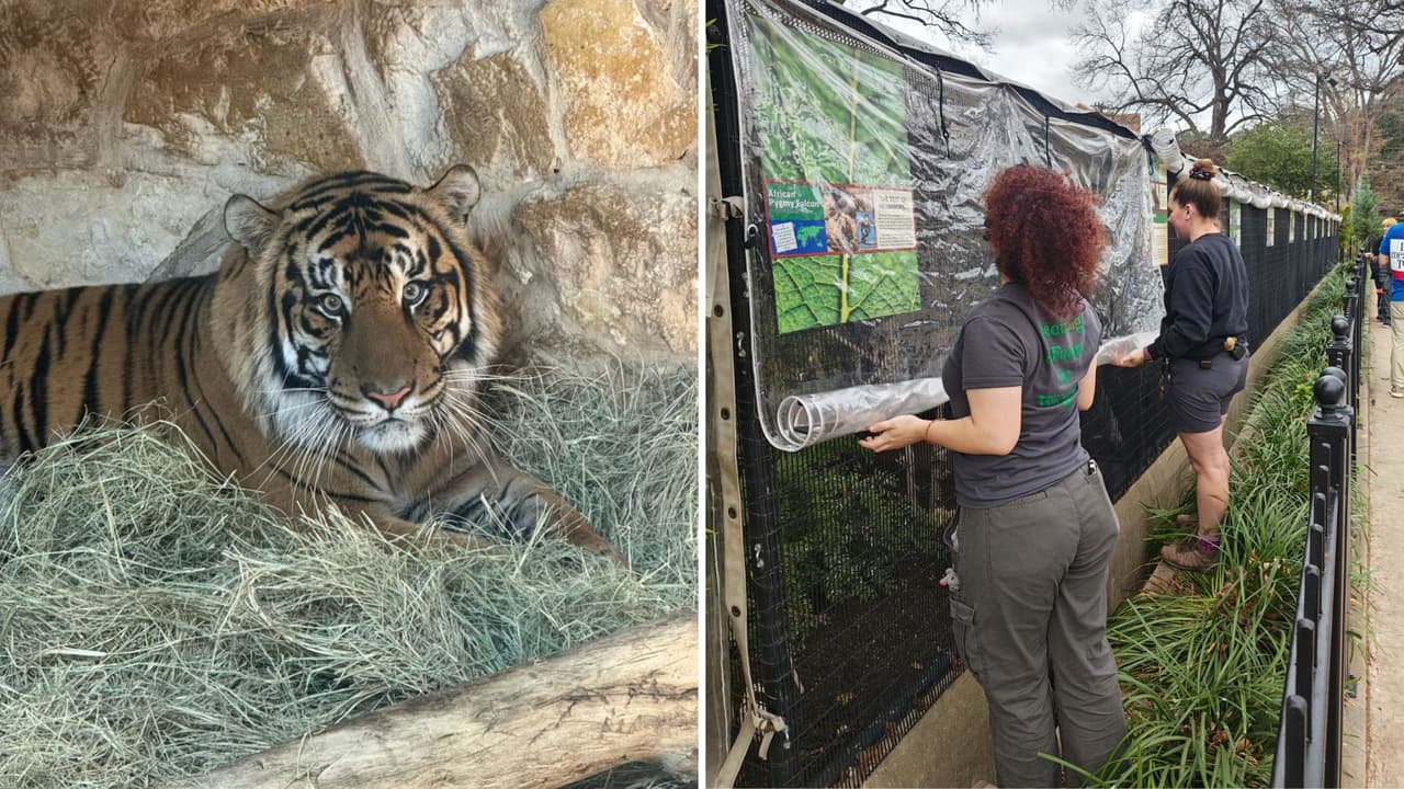 Se prepara el zoológico de San Antonio para proteger a sus animales de tormenta invernal