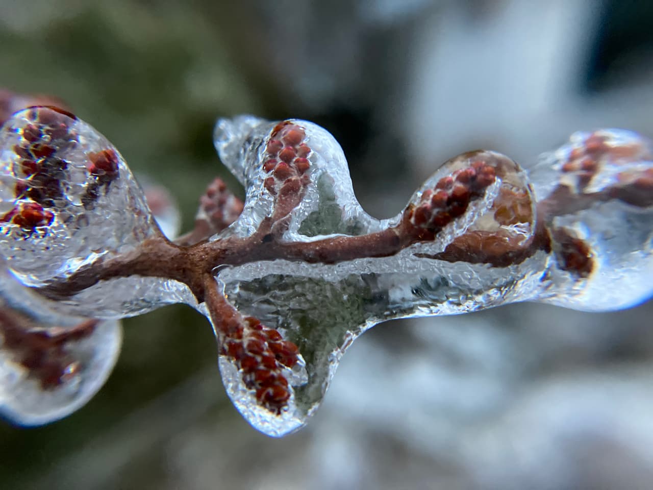 Sin embargo, algunas plantas de hoja perenne, como la vid Carolina jessamine de floración temprana (Gelsemium sempervirens) sufrieron un follaje quemado por el hielo y es posible que no tengan mucha presencia esta temporada.