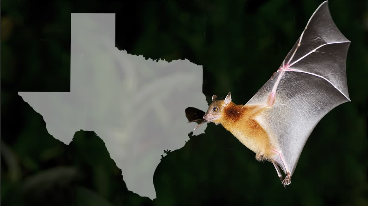 Por qué la muerte de murciélagos en Texas tras la tormenta invernal puede ocasionar un grave problema