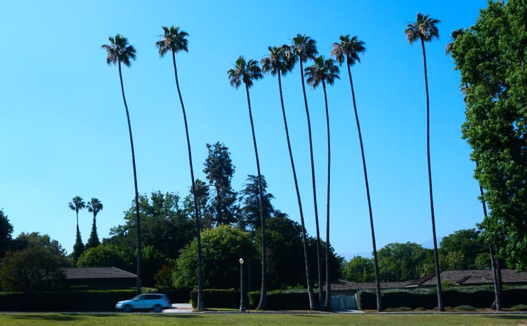 En
<b>San Marino</b>, centenaria
<b>ciudad en el condado de Los Ángeles</b> donde el costo promedio de una vivienda se estima en
<b>$5.6 millones</b>, floreció este lunes 28 de agosto la planta Amorphophallus titanum, mejor conocida como la
<b><a href="https://www.univision.com/local/los-angeles-kmex/una-planta-apestosa-llamada-flor-cadaver-abre-luego-de-dos-decadas-en-california-video" target="_blank">'flor cadáver'</a></b>. Así la llaman por el olor a podrido que emana al florecer y que comparan al de un "ratón muerto".