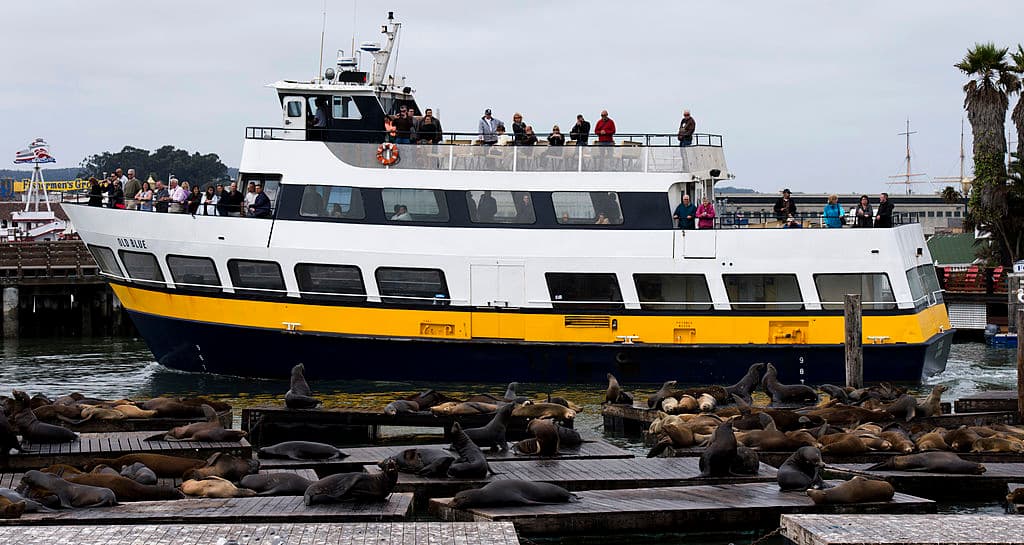El personal de la Marina tuvo que recurrir al Centro de Mamíferos Marinos, una organización dedicada al rescate y rehabilitación de mamíferos marinos, para buscar asesoramiento sobre cómo manejar a estos nuevos y resbaladizos inquilinos.
