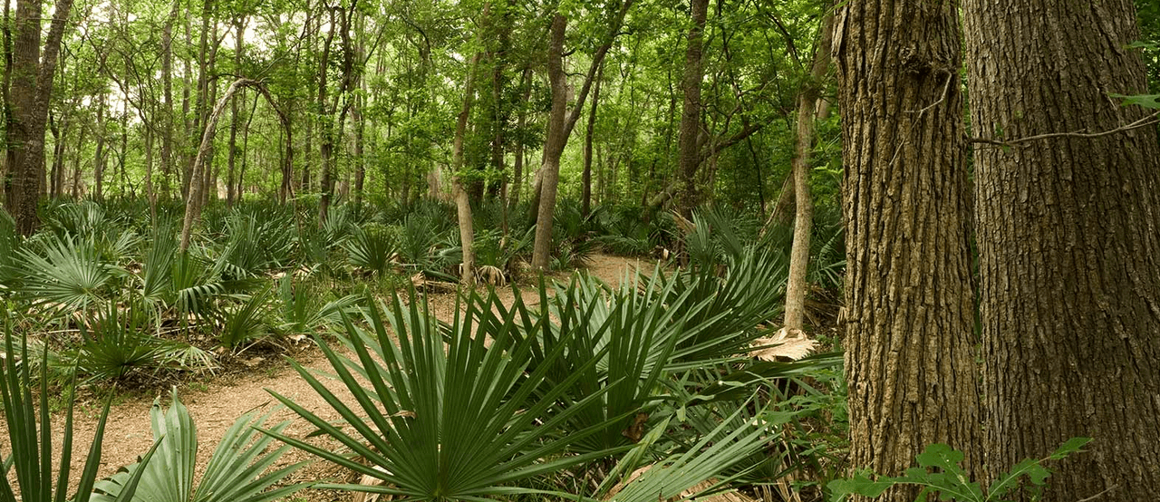 Palmetto State Park | Un pequeño trozo de los trópicos se encuentra a solo una hora de Austin y San Antonio. Con múltiples fuentes de agua (incluido el río San Marcos), el Parque Estatal Palmetto es un refugio para una amplia variedad de animales y plantas.