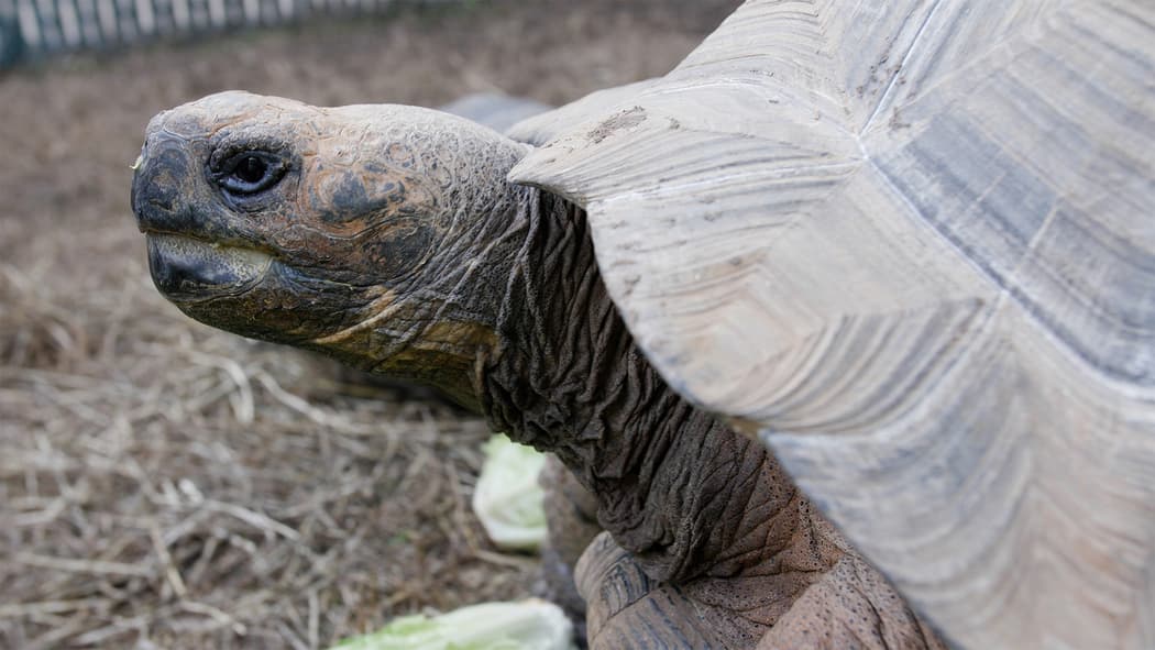Tortugas gigantes, , iguanas y pingüinos, son algunos de los exóticos animales que pueden observarse.