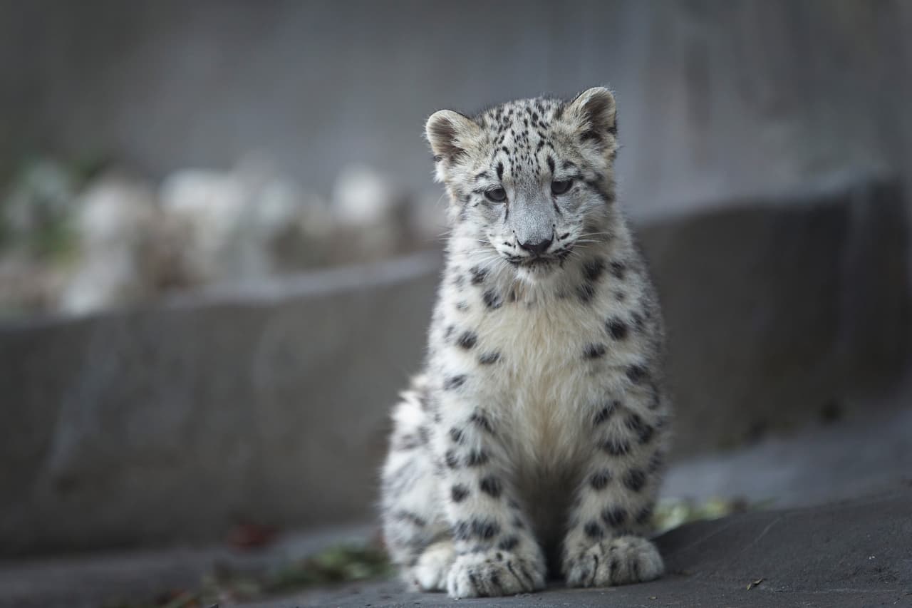Esto debido al parecer a sus pequeñas cuerdas vocales.
