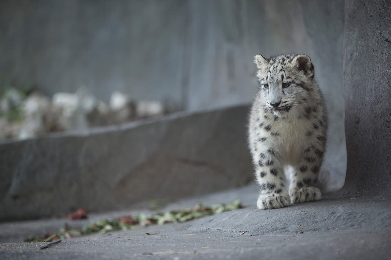 Suelen pasar entre las 60 y las 121 libras, a veces hasta las 165.