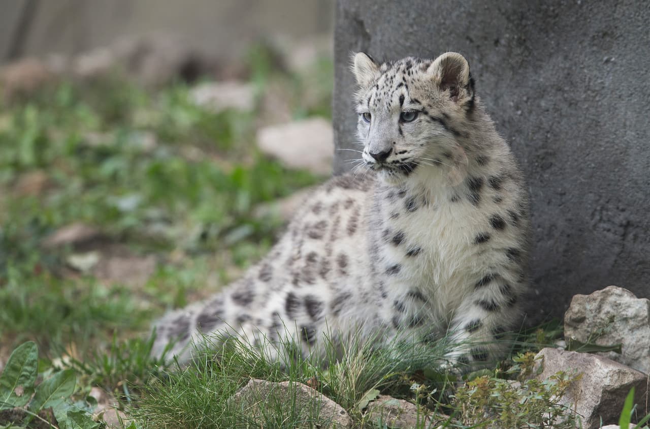 El leopardo de la nieve es la única especie de su género que no ruge.