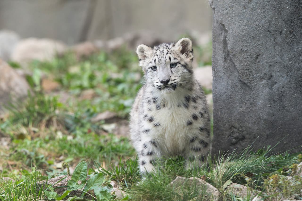 ¡Es el debut público de estos pequeños!
